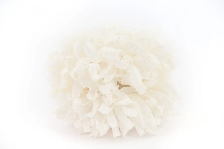 White chrysanthemum rose for a candle